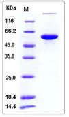 SDS-PAGE - Recombinant Human P4HB protein (His tag) (AB276322)