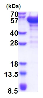 SDS-PAGE - Recombinant Human p50 dynamitin protein (AB174453)