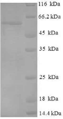 SDS-PAGE - Recombinant Human p53 protein (AB237007)
