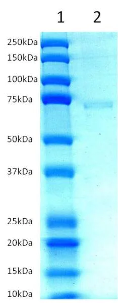 SDS-PAGE - Recombinant Human p53 protein (AB43615)