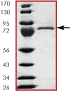Western blot - Recombinant Human p53 protein (AB43615)