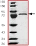 Western blot - Recombinant Human p53 protein (AB43615)