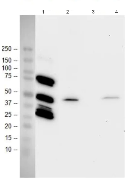 Western blot - Recombinant Human p53 protein (AB43615)