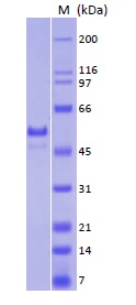 SDS-PAGE - Recombinant Human p53 protein (AB82201), expandable thumbnail