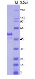 SDS-PAGE - Recombinant Human p53 protein (AB82201)
