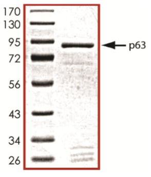 SDS-PAGE - Recombinant Human p63 protein (Tagged) (AB268833)