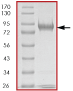 SDS-PAGE - Recombinant human P70 S6 Kinase beta/SRK protein (AB84798), expandable thumbnail