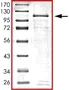 SDS-PAGE - Recombinant Human p73 alpha protein (AB101716)