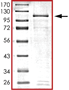 SDS-PAGE - Recombinant Human p73 alpha protein (AB101716)