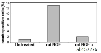 Functional Studies - Recombinant human p75 NGF Receptor protein (AB157276)