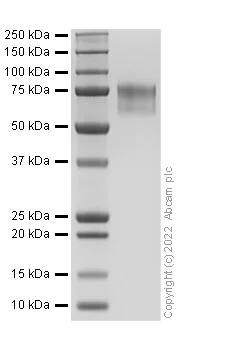 SDS-PAGE - Recombinant Human p75 NGF Receptor Protein (Fc Chimera) (Active) (AB307634)