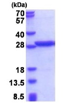 SDS-PAGE - Recombinant Human PABPN1 protein (denatured) (AB177635)