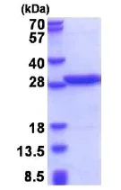 SDS-PAGE - Recombinant Human PABPN1 protein (denatured) (His tag N-Terminus) (AB177635)