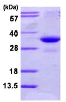 SDS-PAGE - Recombinant Human PAC-2 protein (AB113597)