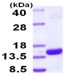 SDS-PAGE - Recombinant Human PAC-4 protein (His tag N-Terminus) (AB117216)