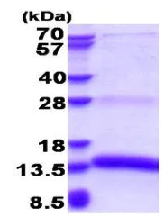 SDS-PAGE - Recombinant Human PACAP protein - BSA and Azide free (His tag N-Terminus) (AB180267)