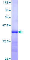 SDS-PAGE - Recombinant Human PACE4 protein (GST tag N-Terminus) (AB114961)