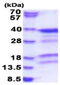 SDS-PAGE - Recombinant Human PACT (PKR activating protein) / PRKRA (His tag N-Terminus) (AB183223)