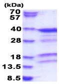 SDS-PAGE - Recombinant Human PACT (PKR activating protein) / PRKRA (His tag N-Terminus) (AB183223)