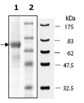 SDS-PAGE - Recombinant human PADI1 / PAD1 protein (DDDDK tag C-Terminus) (AB196400)