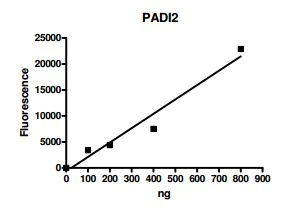 Functional Studies - Recombinant human PADI2 / PAD2 protein (AB196406)
