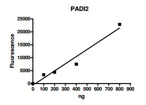 Functional Studies - Recombinant human PADI2 / PAD2 protein (DDDDK tag C-Terminus) (AB196406)