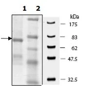 SDS-PAGE - Recombinant human PADI2 / PAD2 protein (DDDDK tag C-Terminus) (AB196406)