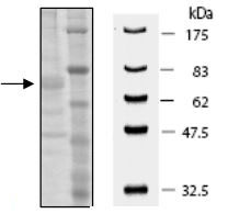 Recombinant human PADI3 / PAD3 protein