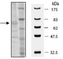 SDS-PAGE - Recombinant human PADI3 / PAD3 protein (DDDDK tag C-Terminus) (AB196421)