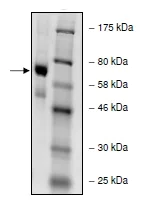SDS-PAGE - Recombinant human PADI4 / PAD4 protein (AB196393)