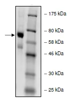 SDS-PAGE - Recombinant human PADI4 / PAD4 protein (DDDDK tag C-Terminus) (AB196393)