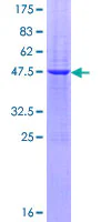 SDS-PAGE - Recombinant Human PAEP/Glycodelin protein (GST tag N-Terminus) (AB114684)