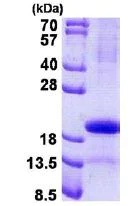 SDS-PAGE - Recombinant Human PAEP/Glycodelin protein (His tag N-Terminus) (AB140569)