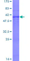 SDS-PAGE - Recombinant Human PAF-1 protein (GST tag N-Terminus) (AB159291)