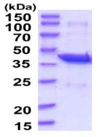SDS-PAGE - Recombinant Human PAFAH2 protein (His tag N-Terminus) (AB202608)