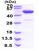 SDS-PAGE - Recombinant Human PAICS/PAIS protein (AB180355)