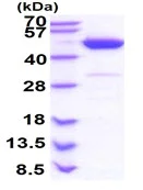 SDS-PAGE - Recombinant Human PAICS/PAIS protein (His tag N-Terminus) (AB180355)
