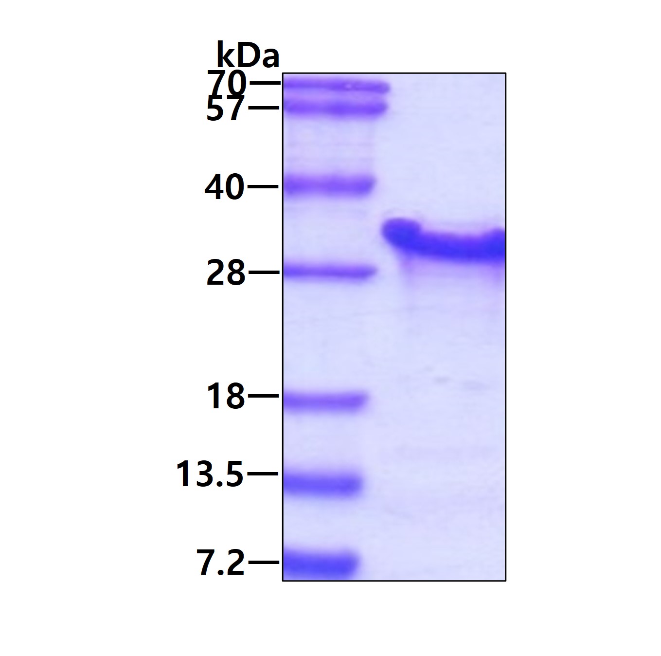 SDS-PAGE - Recombinant Human PAIP2 protein (His tag N-Terminus) (AB89367)