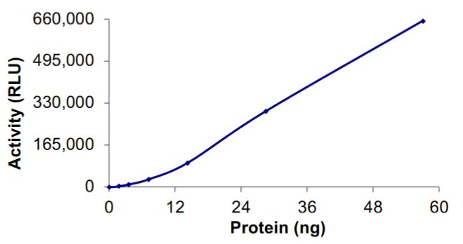 Functional Studies - Recombinant human PAK1 + CDC42 protein (Tagged) (AB268838)