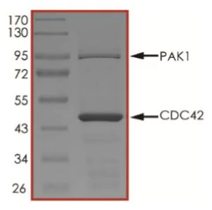 SDS-PAGE - Recombinant human PAK1 + CDC42 protein (Tagged) (AB268838)