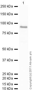 Western blot - Recombinant Human PAK1 protein (GST tag N-Terminus) (AB67946)
