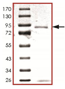 SDS-PAGE - Recombinant Human PAK2 protein (AB125597), expandable thumbnail