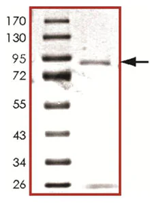 SDS-PAGE - Recombinant Human PAK2 protein (AB125597)