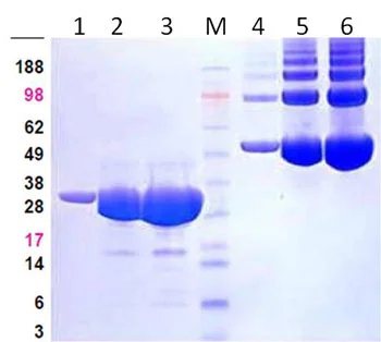 SDS-PAGE - Recombinant human PAK2 protein (Tag Free) (AB95310)