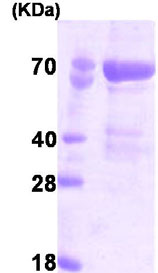 SDS-PAGE - Recombinant Human PAK4 protein (His tag N-Terminus) (AB78685)