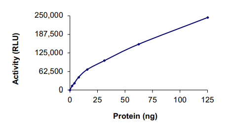 Recombinant human PAK5 protein