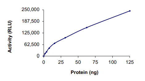 Functional Studies - Recombinant human PAK5 protein (GST tag N-Terminus) (AB60754)