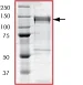 SDS-PAGE - Recombinant human PAK5 protein (GST tag N-Terminus) (AB60754)