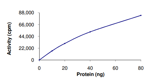 Recombinant human PAK6 protein