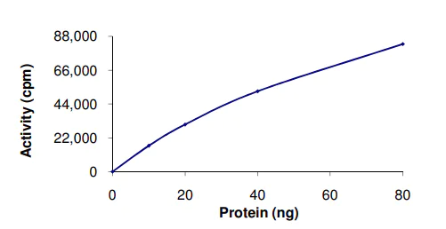 Functional Studies - Recombinant human PAK6 protein (AB89757)